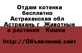 Отдам котенка бесплатно - Астраханская обл., Астрахань г. Животные и растения » Кошки   